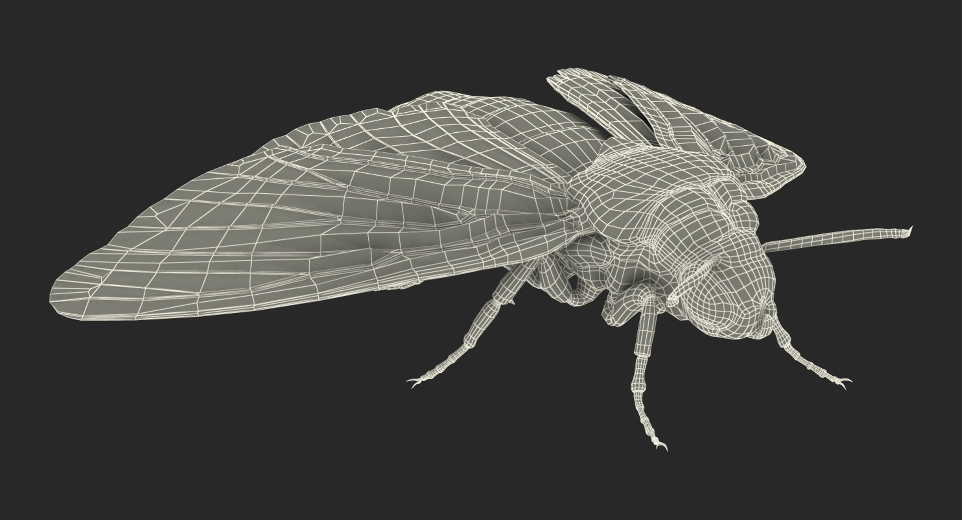rigged flying insects 2 model https://p.turbosquid.com/ts-thumb/CQ/JOiv0L/4Hp6L0CB/riggedflyinginsectscollection2c4dmodel077/jpg/1603705634/1920x1080/fit_q87/7168400663247e678b45e2293d0ab9e9caa8e9a5/riggedflyinginsectscollection2c4dmodel077.jpg