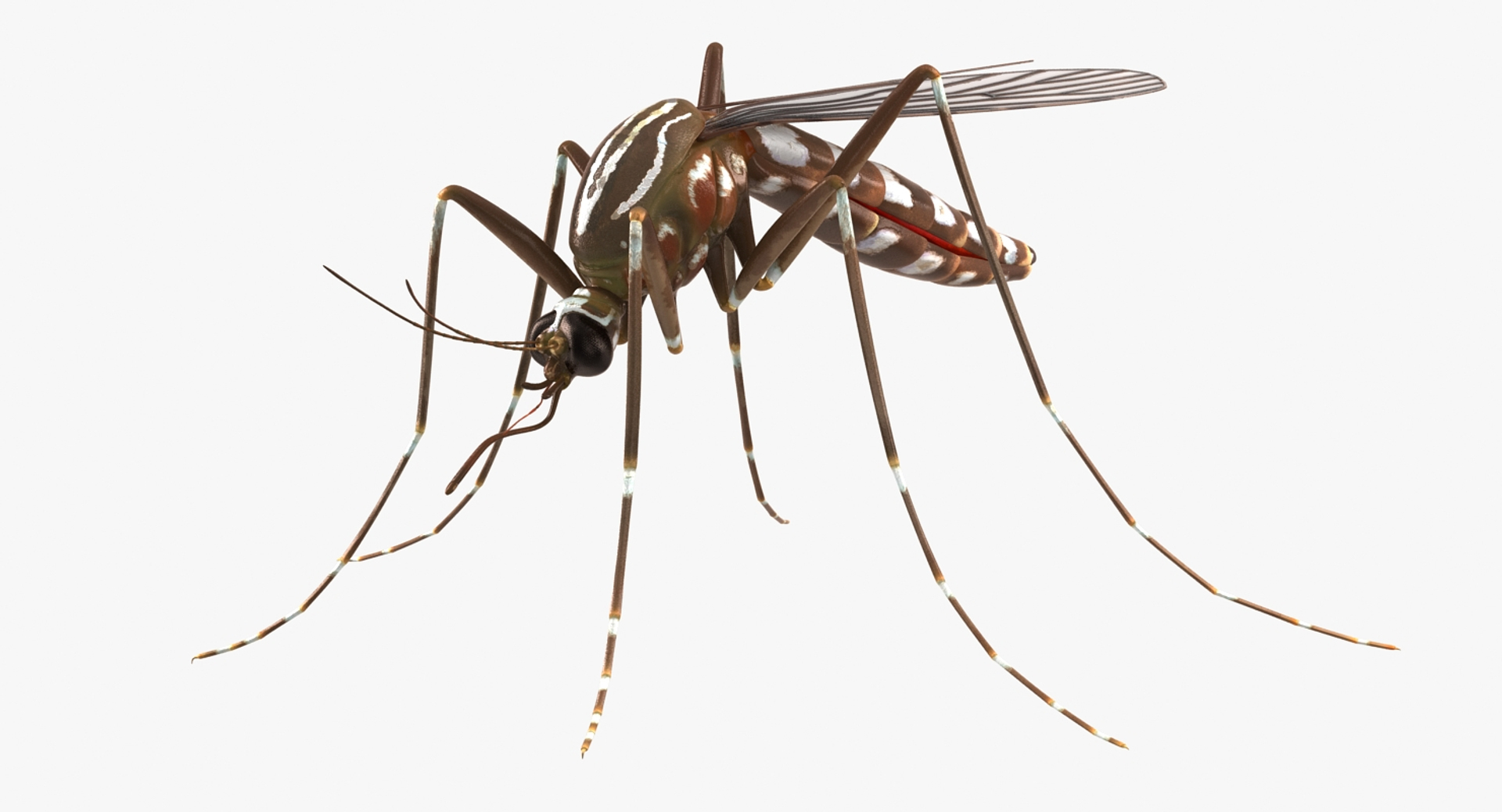 rigged flying insects 2 model https://p.turbosquid.com/ts-thumb/CQ/JOiv0L/7ChCYDvs/mosquito_rigged_360/jpg/1603703058/1920x1080/turn_fit_q99/3e793687992a6327ef8a37b05cc02bee8e6cd3a0/mosquito_rigged_360-1.jpg