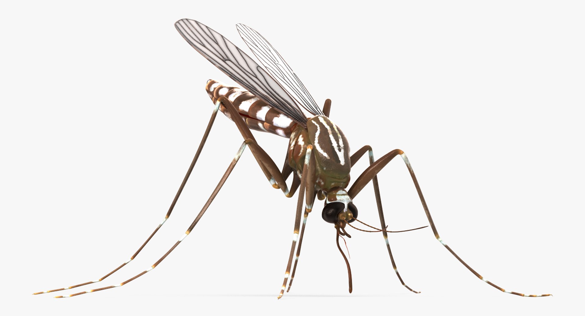 rigged flying insects 2 model https://p.turbosquid.com/ts-thumb/CQ/JOiv0L/DGjFNxub/riggedflyinginsectscollection2c4dmodel061/jpg/1603705633/1920x1080/fit_q87/a7fe44b0b8e451dbbd7d34cb0ff0c7b219ca034b/riggedflyinginsectscollection2c4dmodel061.jpg