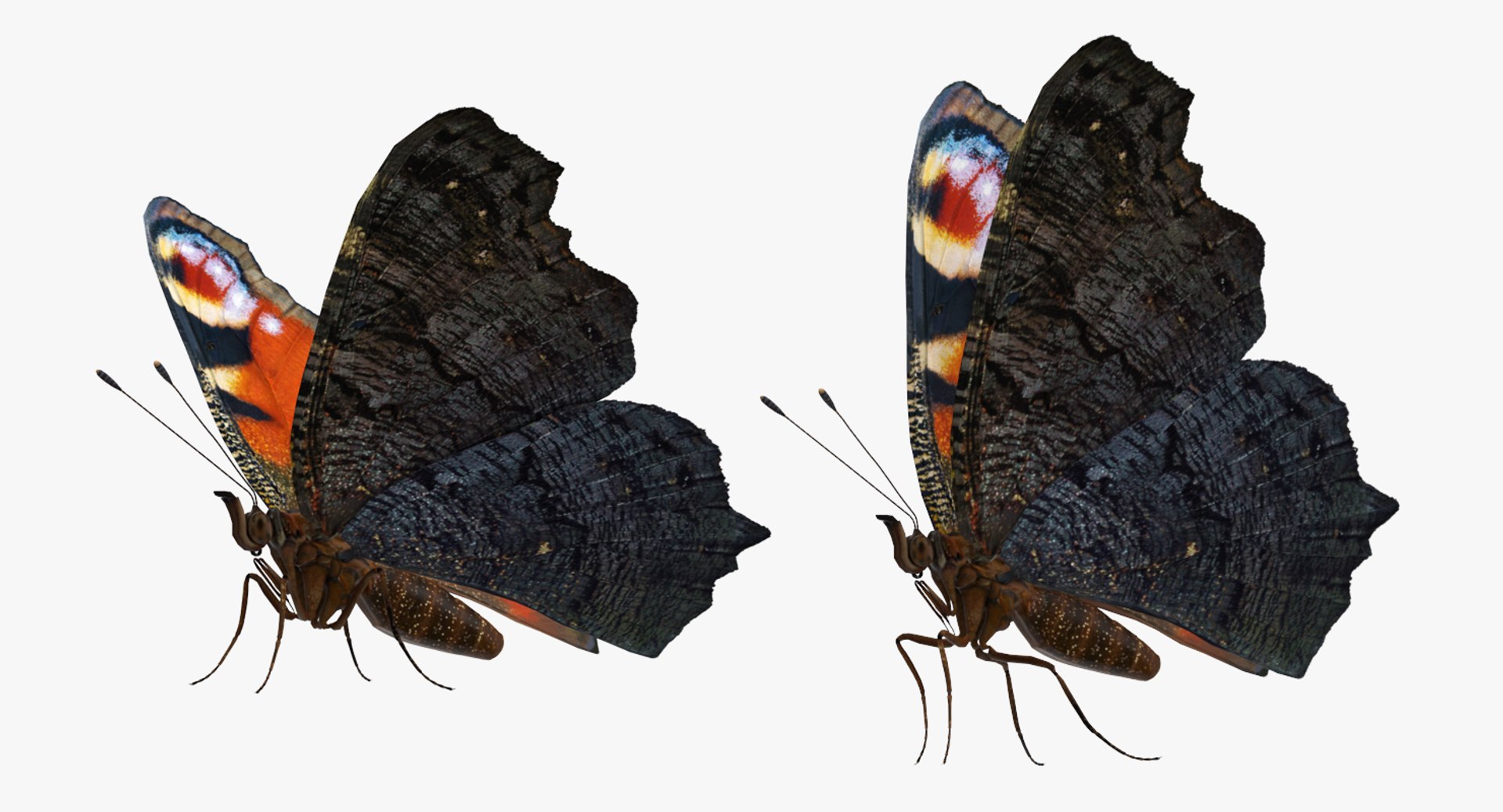 rigged flying insects 2 model https://p.turbosquid.com/ts-thumb/CQ/JOiv0L/DRMpFUKl/riggedflyinginsectscollection2c4dmodel007/jpg/1603705631/1920x1080/fit_q87/4f30fa4d952c30dbfd7b1b29d268d5dc6b33789e/riggedflyinginsectscollection2c4dmodel007.jpg