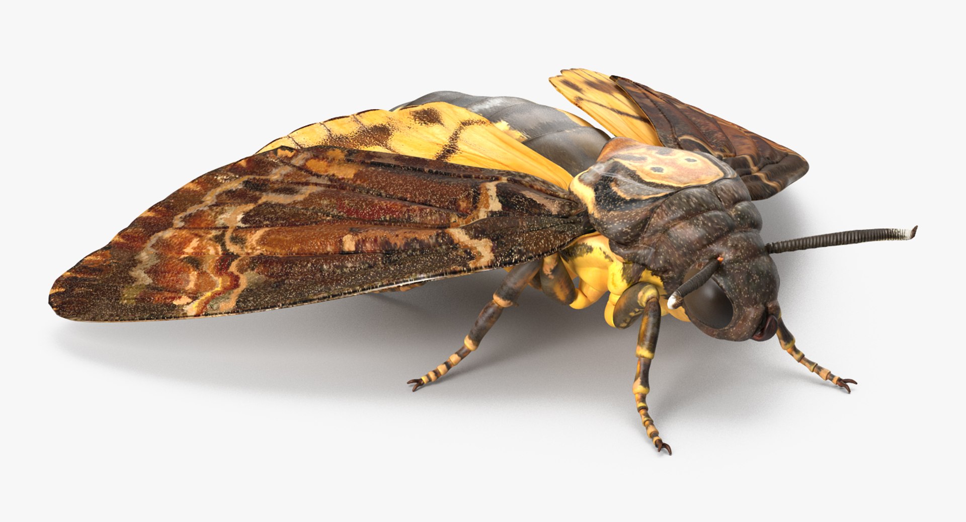 rigged flying insects 2 model https://p.turbosquid.com/ts-thumb/CQ/JOiv0L/Dz4Hz0NO/riggedflyinginsectscollection2c4dmodel039/jpg/1603705632/1920x1080/fit_q87/19f15bfc403e27bbb5b20ef136cec543945b761b/riggedflyinginsectscollection2c4dmodel039.jpg