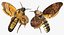 In Ordnung gebrachte Flying Insects Collection 2 für Maya