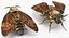 In Ordnung gebrachte Flying Insects Collection 2 für Maya