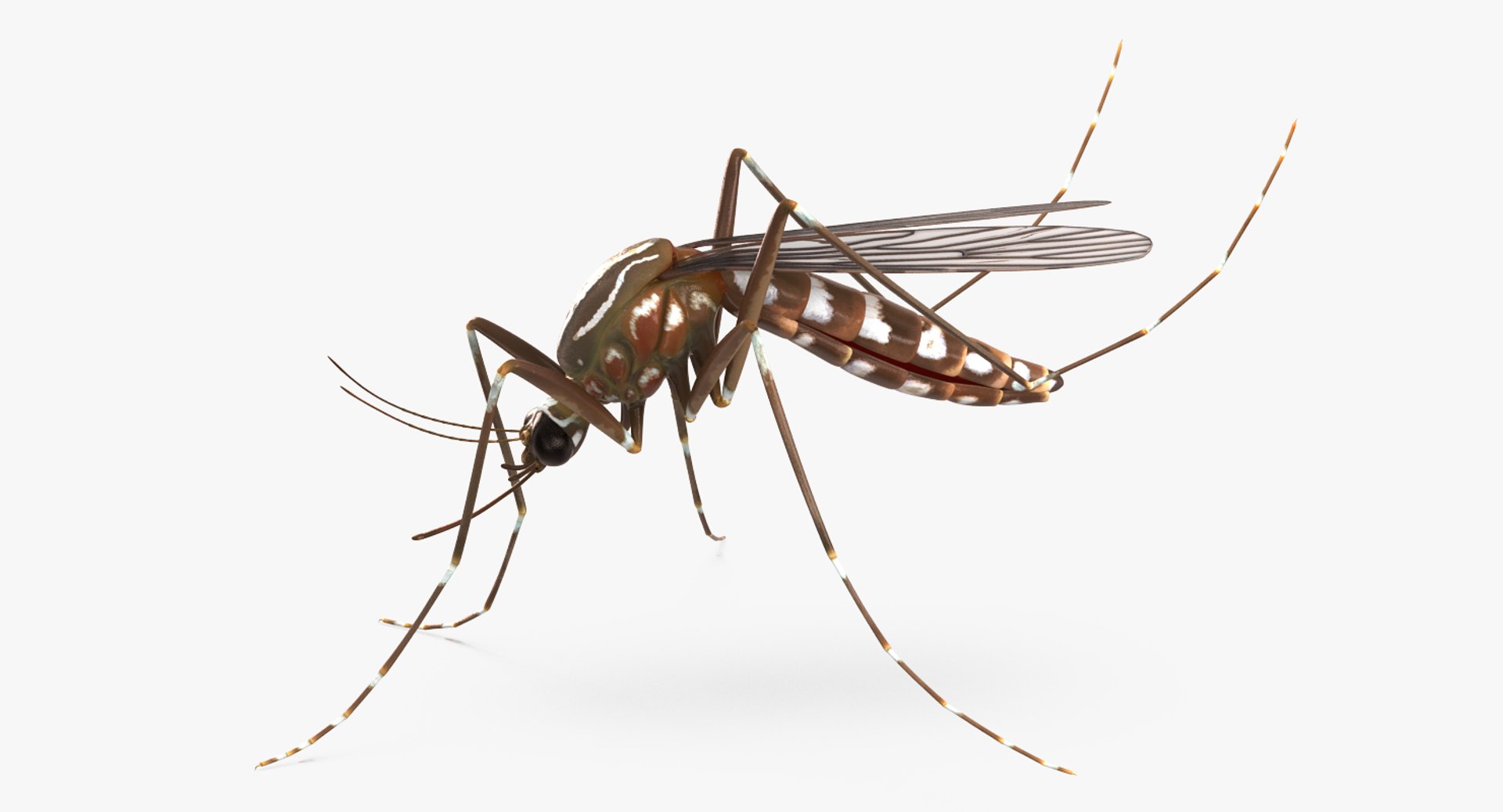 rigged flying insects 2 model https://p.turbosquid.com/ts-thumb/CQ/JOiv0L/Ox3i2x2s/riggedflyinginsectscollection2c4dmodel060/jpg/1603705633/1920x1080/fit_q87/05f942778aef6e1b34899b3e3717bdfb4f98a48a/riggedflyinginsectscollection2c4dmodel060.jpg