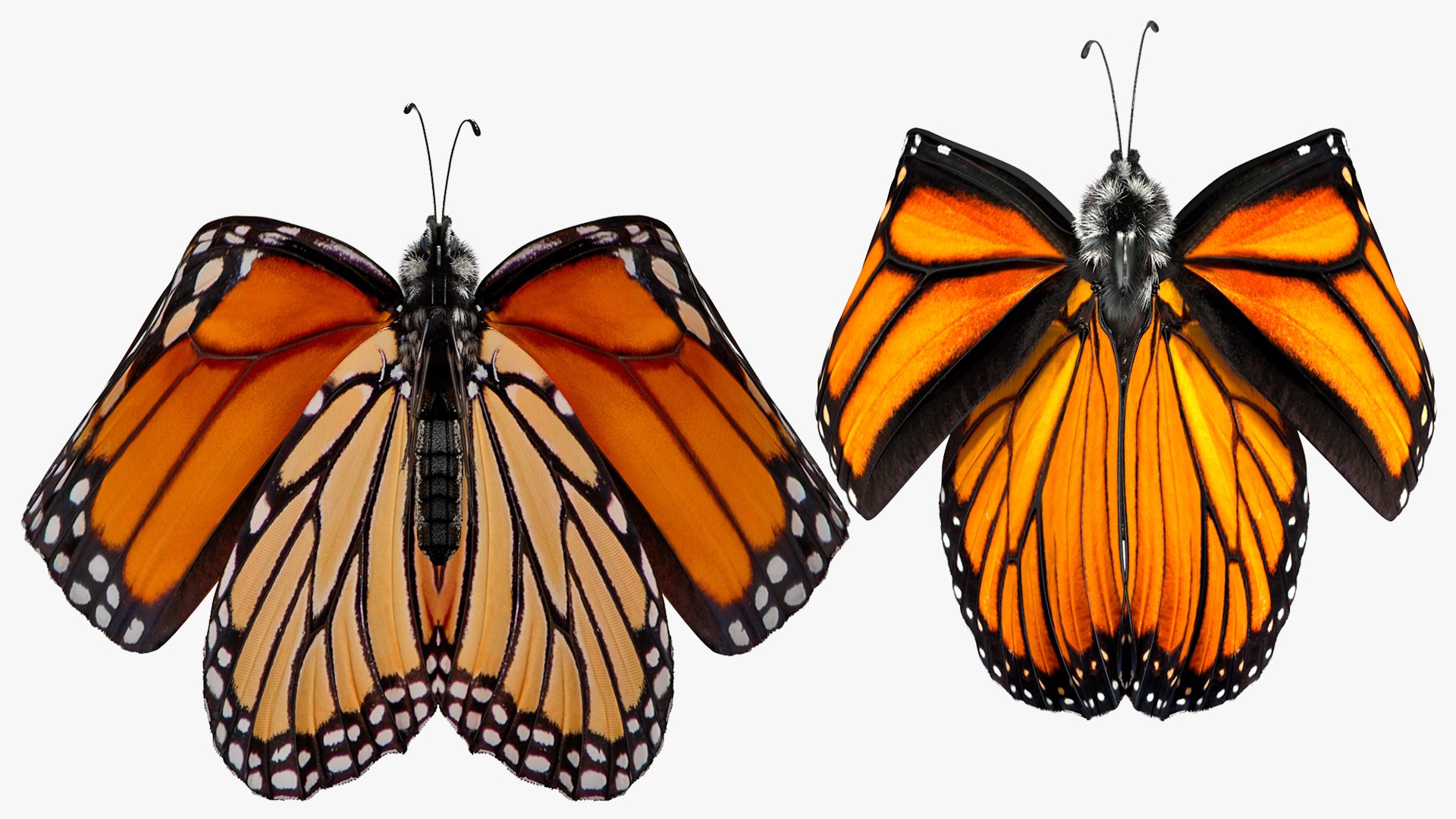 rigged flying insects 2 model https://p.turbosquid.com/ts-thumb/CQ/JOiv0L/SKH4OGSm/riggedflyinginsectscollection2c4dmodel034/jpg/1603705632/1920x1080/fit_q87/6966a4b18255c745ad02f54ee9439fa1f9777c99/riggedflyinginsectscollection2c4dmodel034.jpg