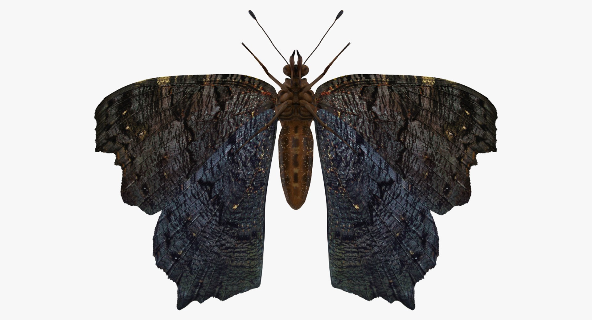 rigged flying insects 2 model https://p.turbosquid.com/ts-thumb/CQ/JOiv0L/TaaJyPF1/riggedflyinginsectscollection2c4dmodel012/jpg/1603705631/1920x1080/fit_q87/a4408e6662ca130f5191436895048d8357b58155/riggedflyinginsectscollection2c4dmodel012.jpg