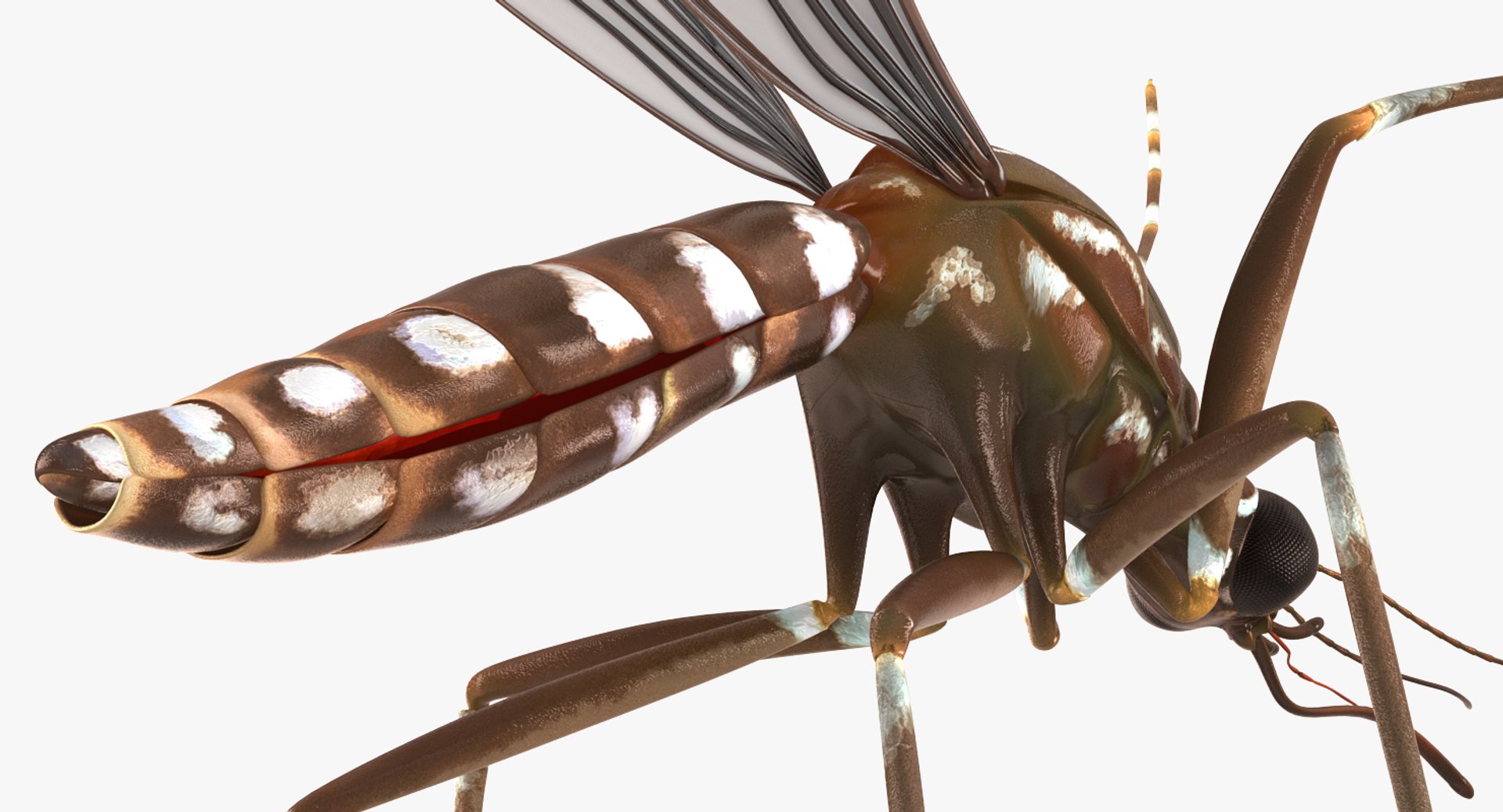 rigged flying insects 2 model https://p.turbosquid.com/ts-thumb/CQ/JOiv0L/U7Wo4cpV/riggedflyinginsectscollection2c4dmodel067/jpg/1603705633/1920x1080/fit_q87/fec18232915f421c0fccbbe60346d1df957e8b33/riggedflyinginsectscollection2c4dmodel067.jpg