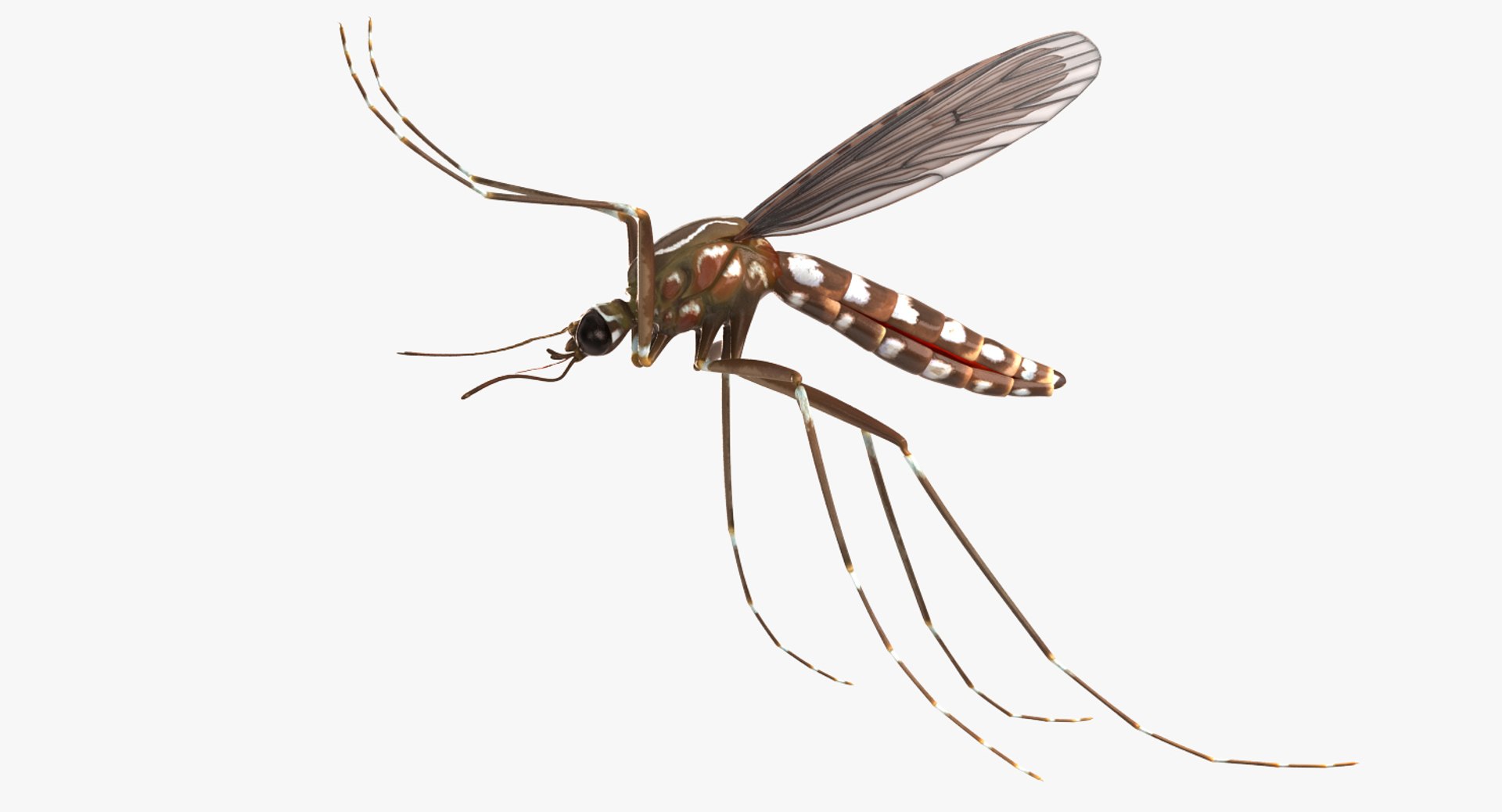 rigged flying insects 2 model https://p.turbosquid.com/ts-thumb/CQ/JOiv0L/uZmz0WnC/riggedflyinginsectscollection2c4dmodel057/jpg/1603705633/1920x1080/fit_q87/f134e6f505ae3f7e927be8b9546e42a051619931/riggedflyinginsectscollection2c4dmodel057.jpg