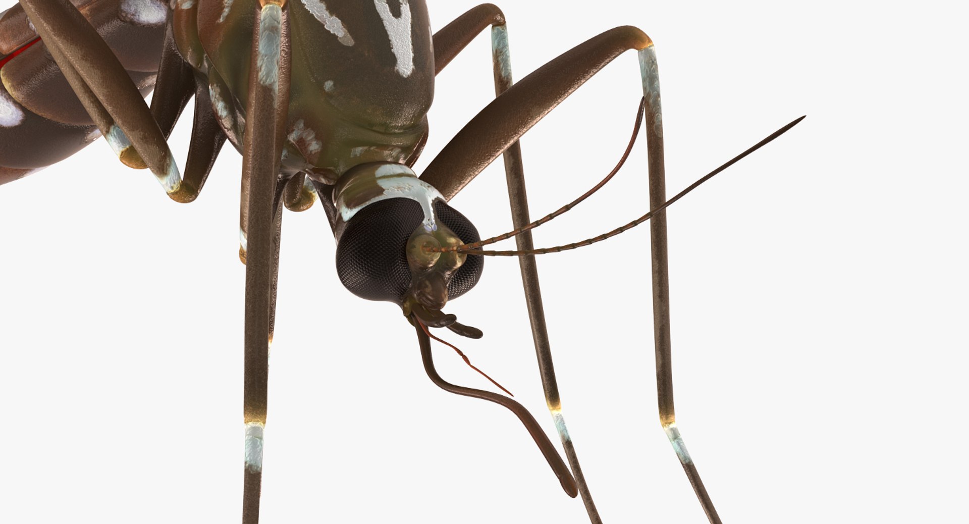 rigged flying insects 2 model https://p.turbosquid.com/ts-thumb/CQ/JOiv0L/w6L5M1Lw/riggedflyinginsectscollection2c4dmodel069/jpg/1603705633/1920x1080/fit_q87/649d409889404b1e109097d5a5f5ee178bb3f231/riggedflyinginsectscollection2c4dmodel069.jpg