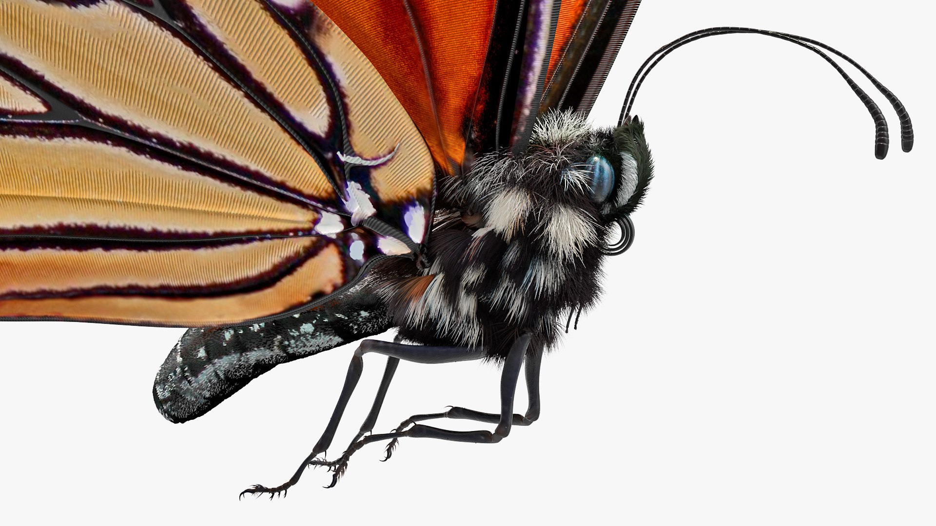 rigged flying insects 2 model https://p.turbosquid.com/ts-thumb/CQ/JOiv0L/zKGrOMIW/riggedflyinginsectscollection2c4dmodel036/jpg/1603705632/1920x1080/fit_q87/58f45005a42518e08b74f1e7227cc4c2bcd5be97/riggedflyinginsectscollection2c4dmodel036.jpg