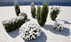 3D Winter Snow Plants - Taxus baccata - English yew