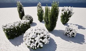 Winter Snow Plants - Taxus baccata - English yew