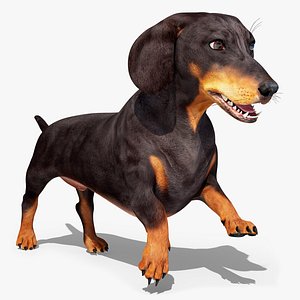 Running Dachshund Dog Animated Rigged for Blender