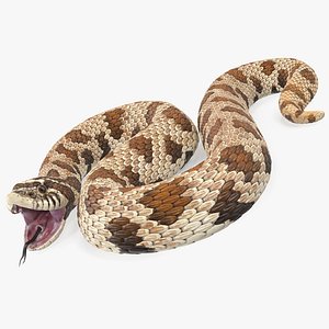 3D brown hognose snake rigged model
