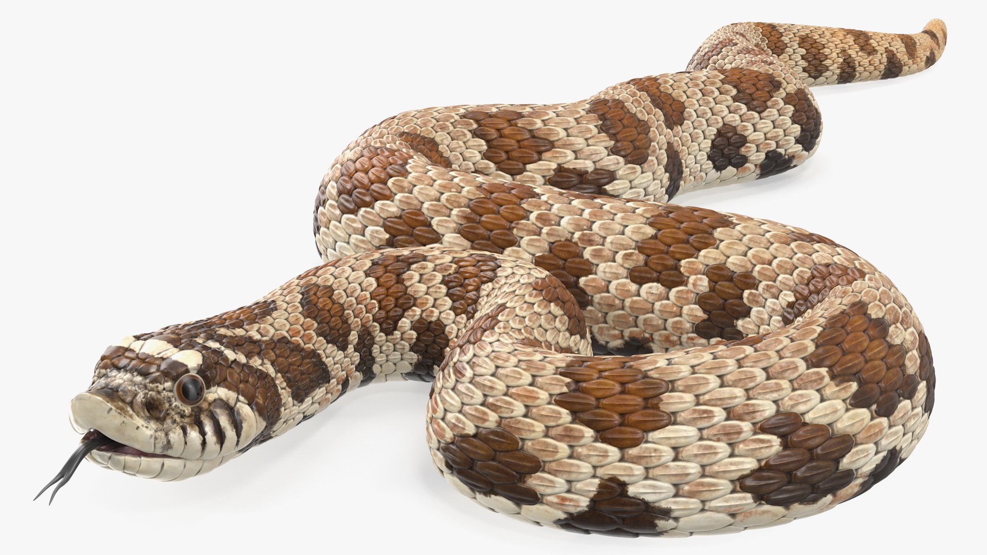 3D brown hognose snake rigged model - TurboSquid 1501045