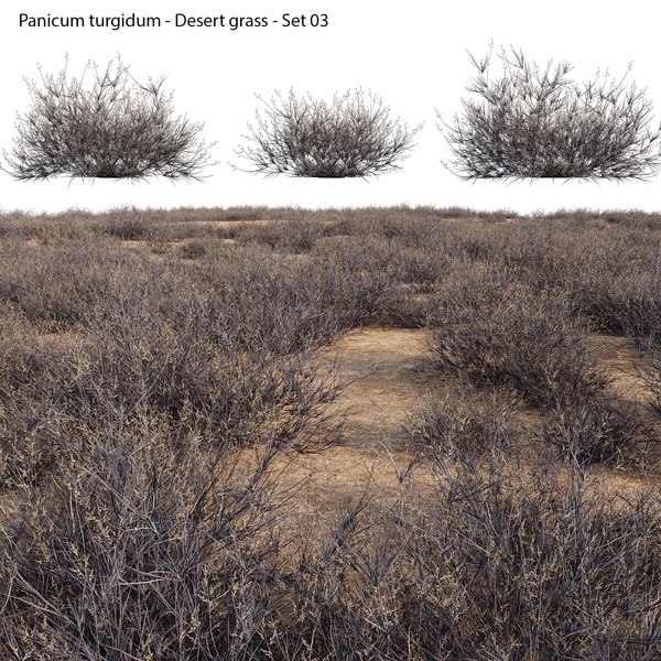 Panicum turgidum - Desert grass - 033Dモデル - TurboSquid 1925783