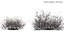 3D Panicum turgidum - Desert grass - 03