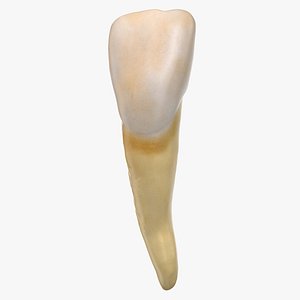 incisor upper jaw 02 3D model