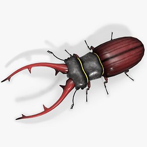 Stag Beetle 3D model