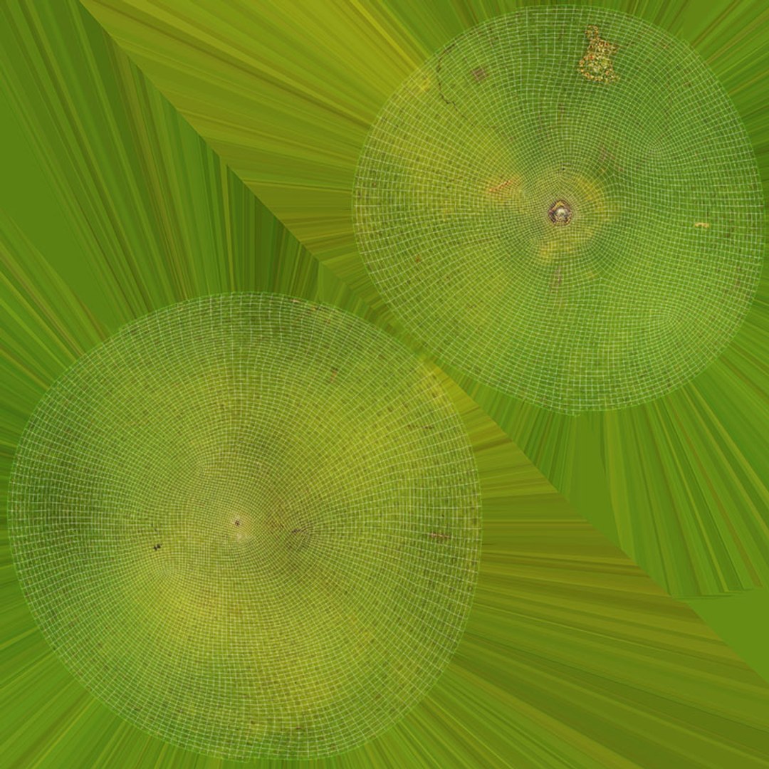 Green Mandarin Collection model https://p.turbosquid.com/ts-thumb/CQ/gVxHtf/KN/mandaringreen1_d0004/jpg/1719772929/1920x1080/fit_q87/bea47a18a6ecf8626e3fdc622f7609d2db7b7587/mandaringreen1_d0004.jpg
