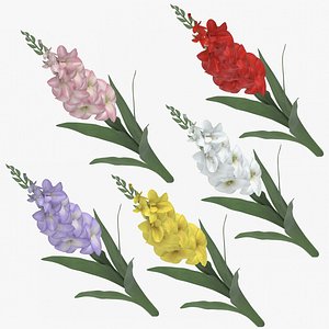 gladiolus photorealistic 3D