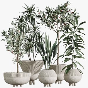 AV Indoor Plants Set 357 Olive Tree and Aspidistra Elatior and Ficus Cyathistipula and Dracaena Lemo 3D model