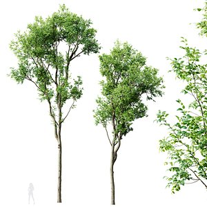 HQ Plants Celtis Australis02