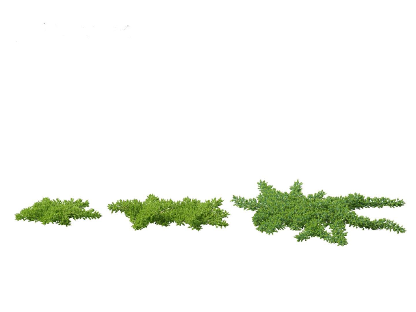 Juniperus Procumbens - Japanese Garden Juniper Model - TurboSquid 2143661