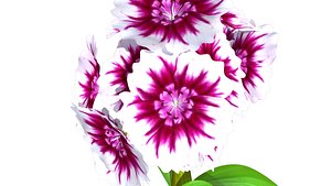3d biennial flowering model