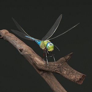 3D Dragonfly Landing Fur Animated Rigged For Maya