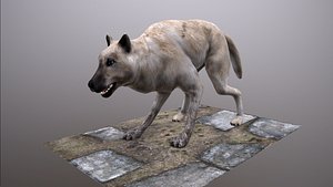 max wolf polys ready