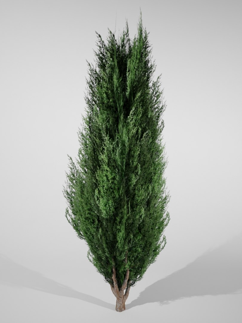 Thuja Small 3D Model - TurboSquid 1403428