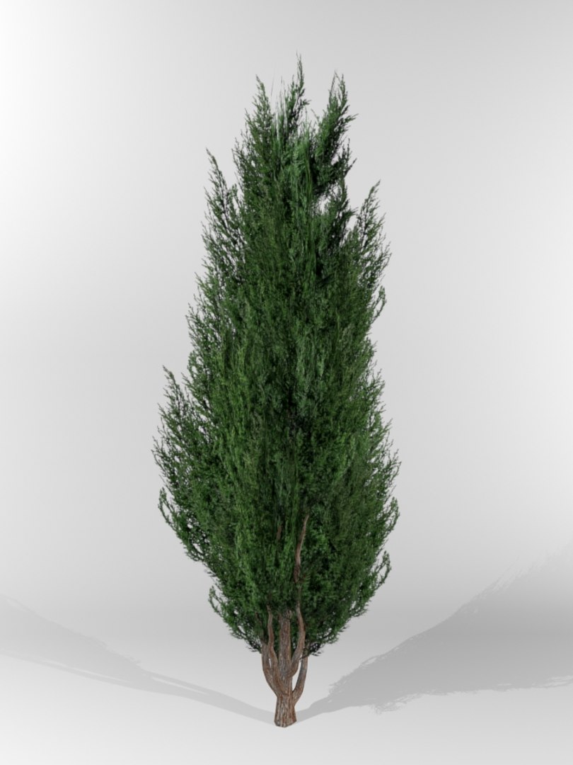 Thuja Small 3D Model - TurboSquid 1403428