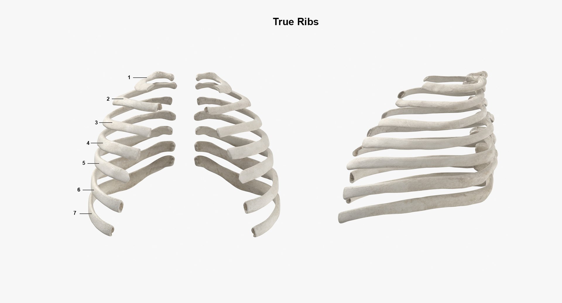 3D Real Human Rib Cage - TurboSquid 1639937