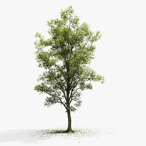 European Beech 04 3D Scanned Animated