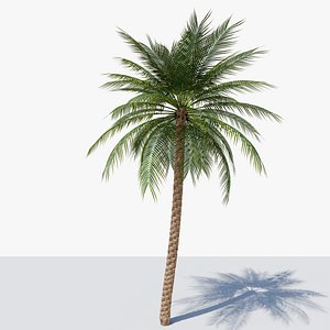Date Palm v2 3D