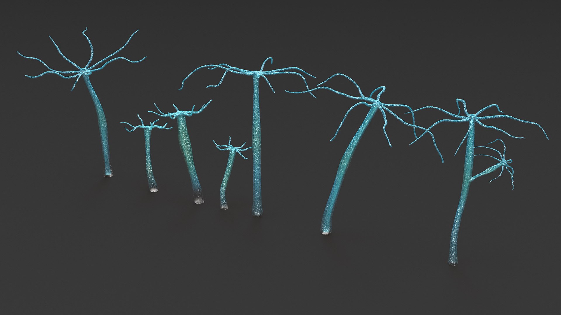 3D model Hydra Freshwater Jellyfish Group - TurboSquid 2164098