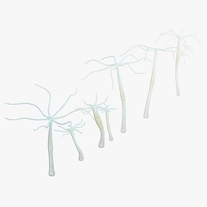 3D model Hydra Freshwater Jellyfish Group