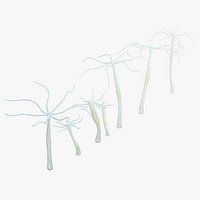 Hydra Freshwater Jellyfish Group