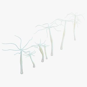 Hydra Freshwater Jellyfish Group