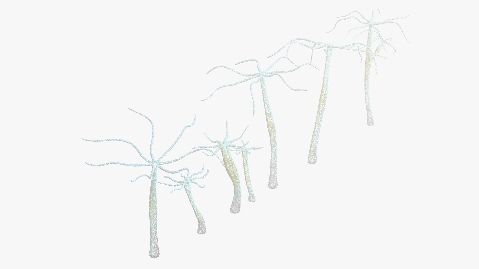 Hydra Freshwater Jellyfish Group 3D model preview