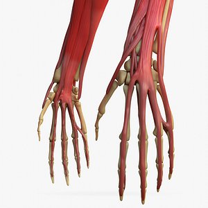 Arm anatomy Bone Muscle hand