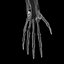 3D hand anatomy arm