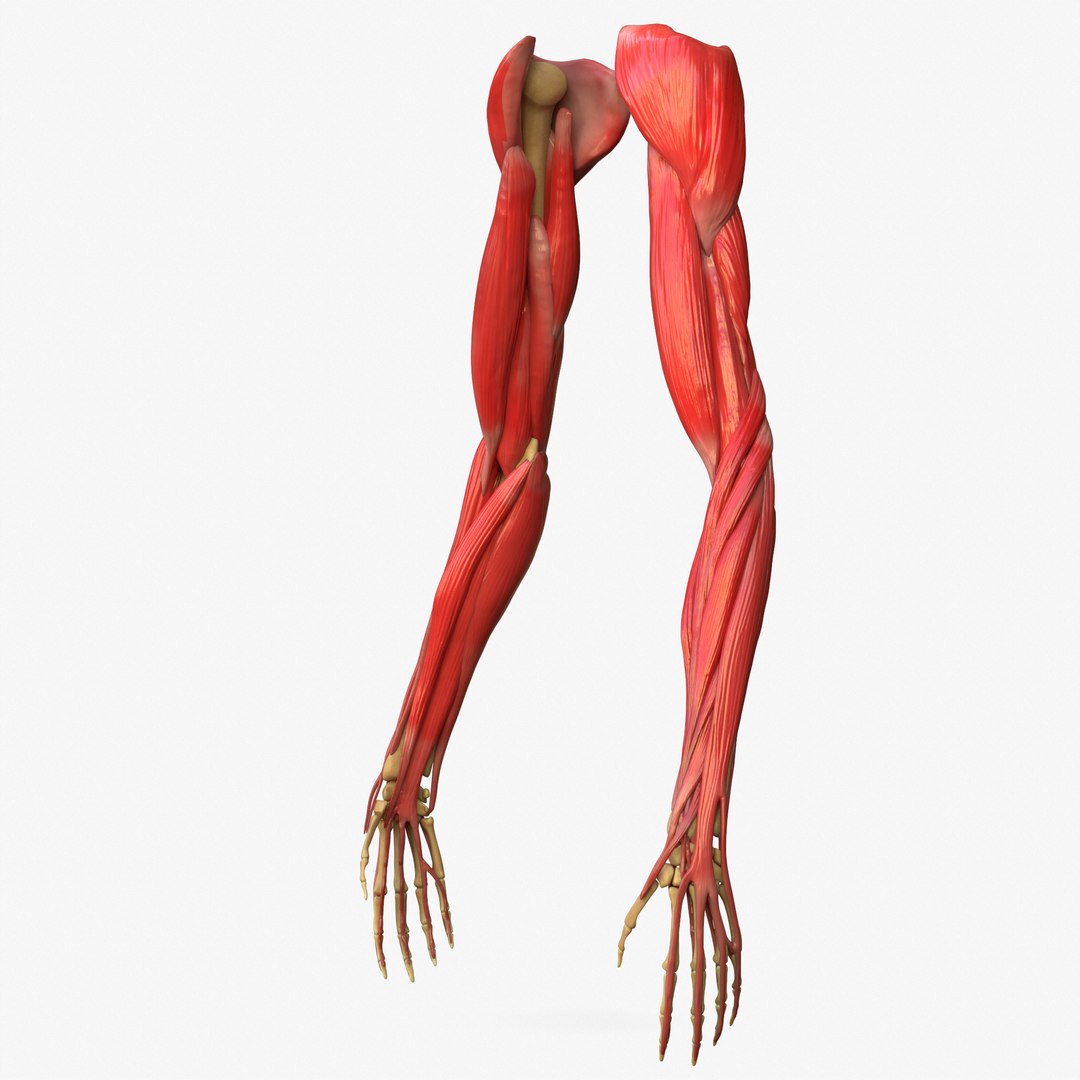 3D Hand Anatomy Arm - TurboSquid 1398210