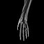 3D hand anatomy arm