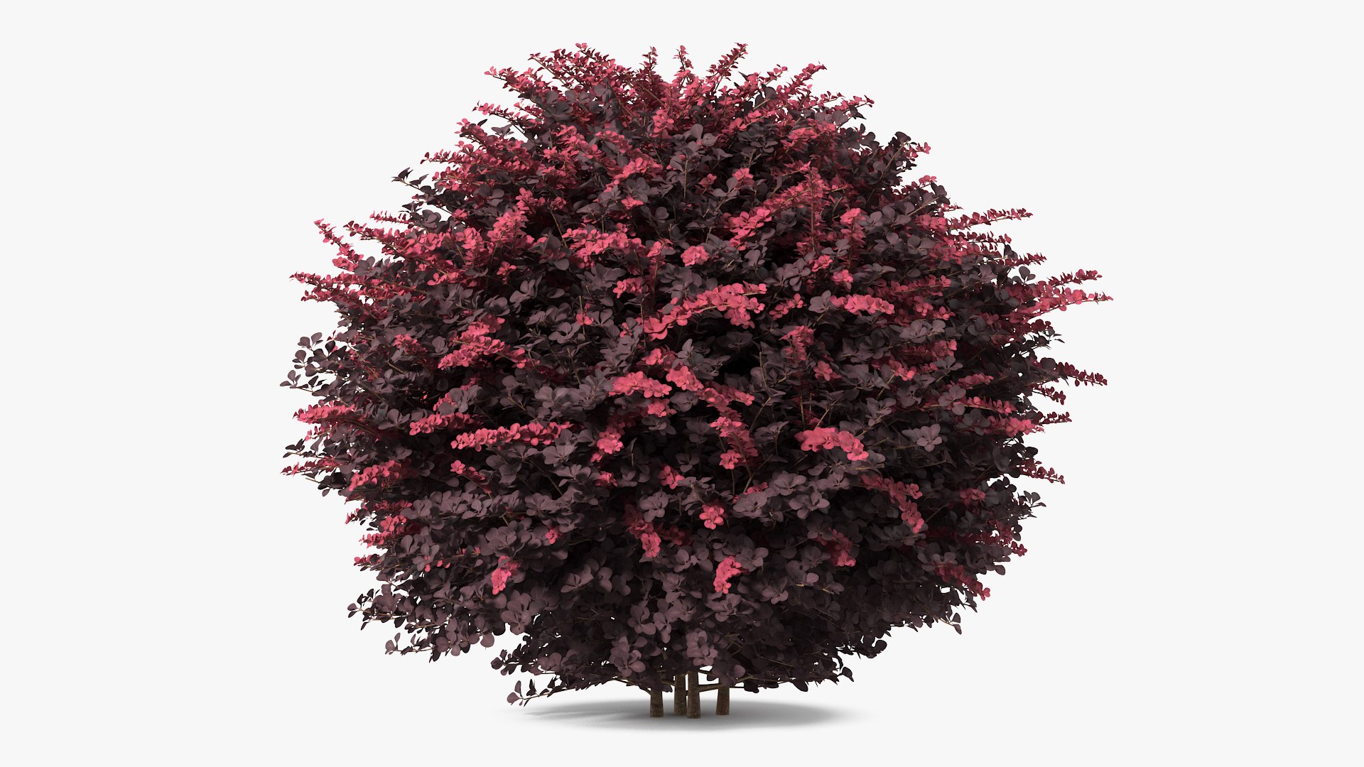 Berberis Shrub 3D model preview