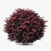 Berberis Shrub