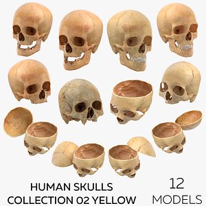 3D model Human Skulls Collection 02 Yellow - 12 models