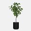 Grande ficus lyrata em vaso de flores moderno