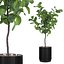 Grande ficus lyrata em vaso de flores moderno
